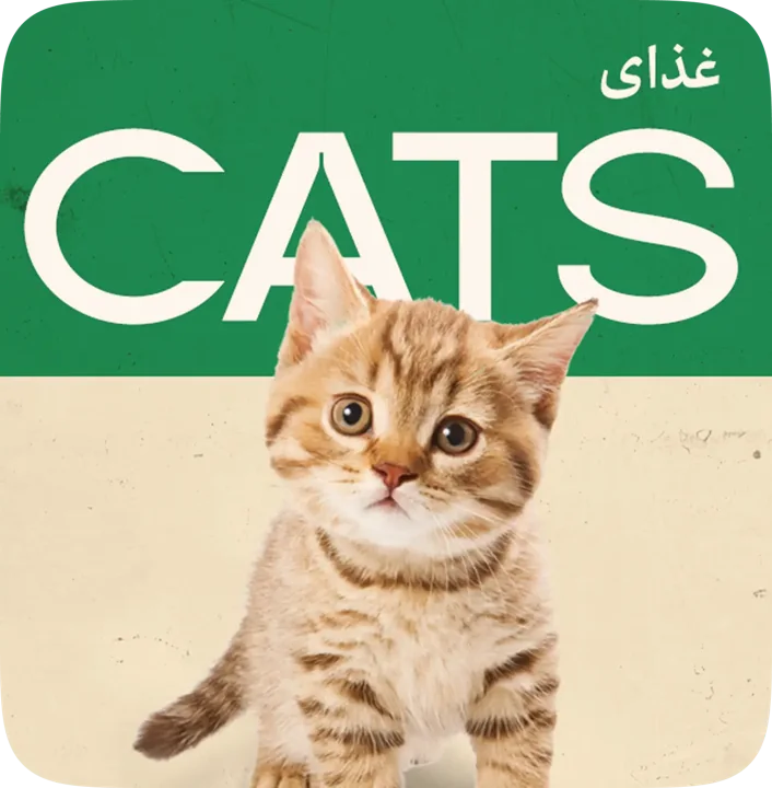 دنیای گربهها در گیوی